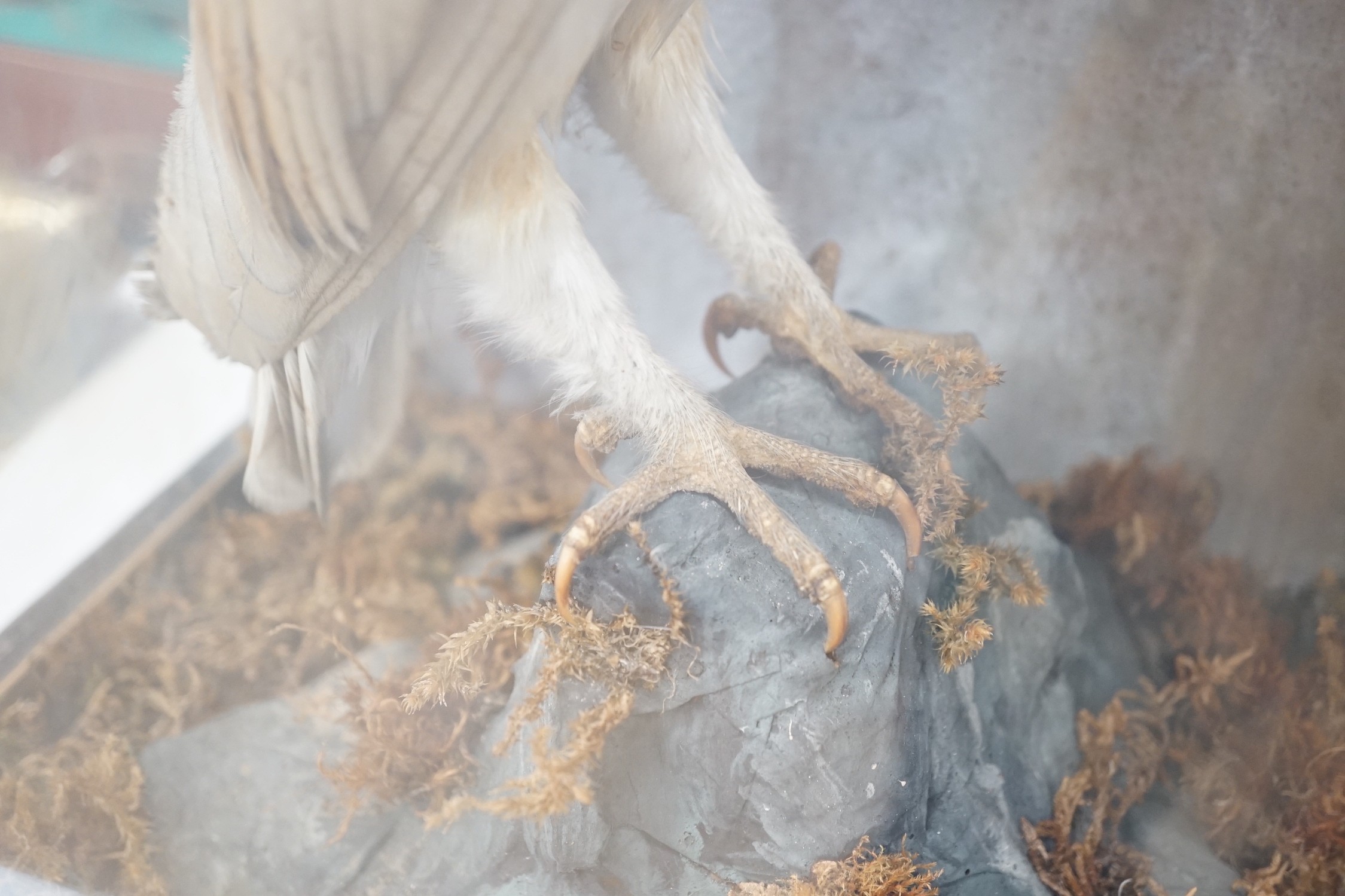 A Victorian cased taxidermy barn owl, 48cm